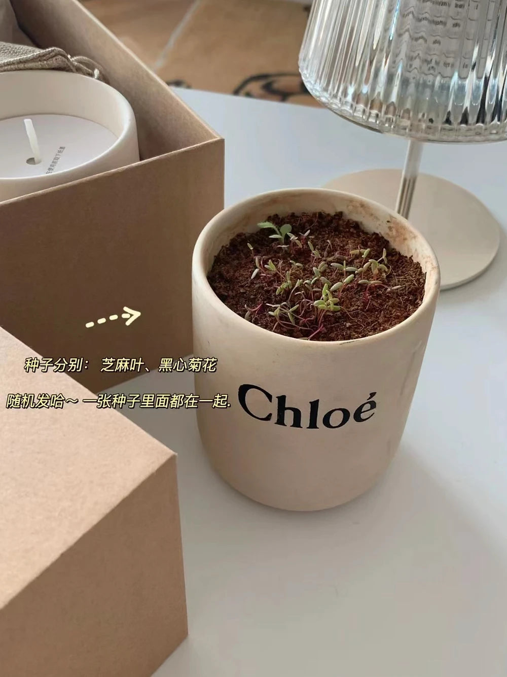 Chloe Candle Plant Set